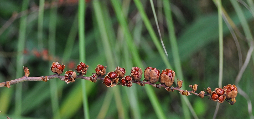 Monbretien - Samen