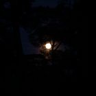 Mond 1