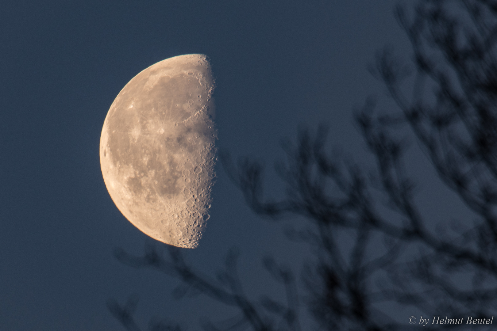 Mond am Morgen - ab in den Baum