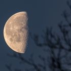 Mond am Morgen - ab in den Baum