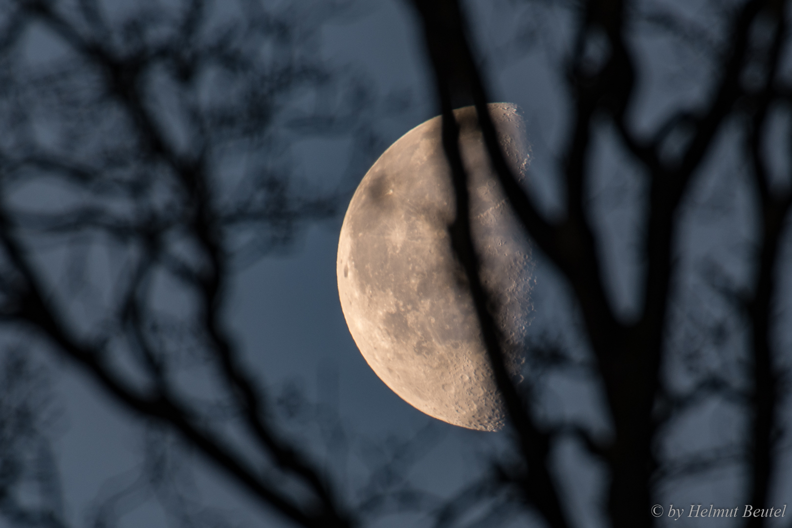 Mond am Morgen - im Baum