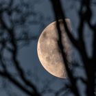 Mond am Morgen - im Baum