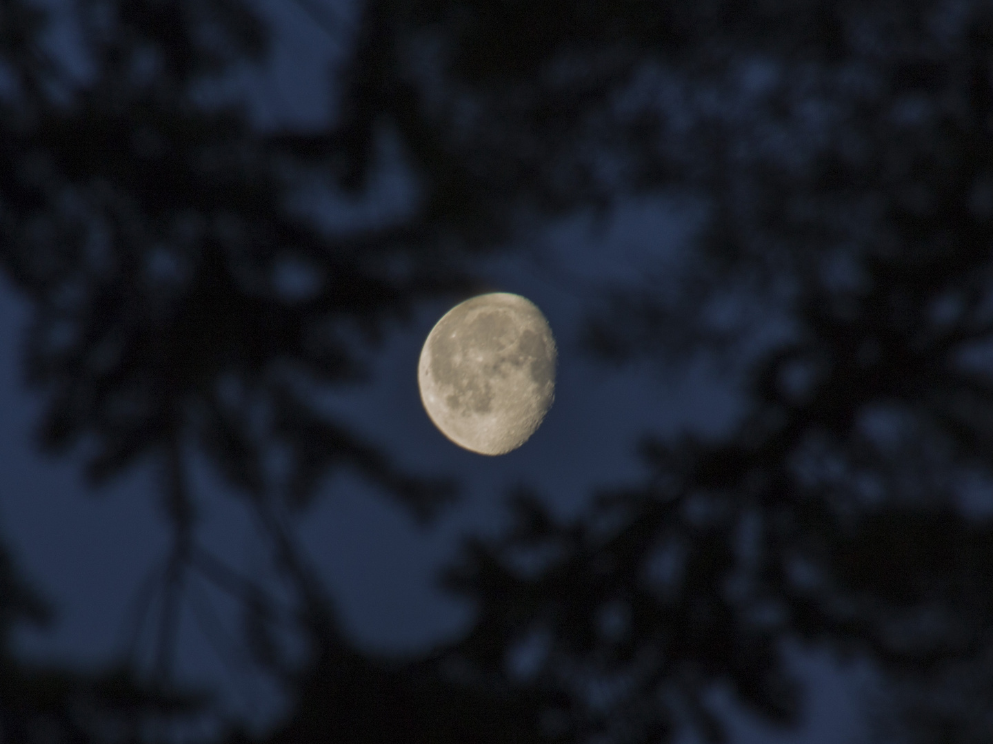 Mond am Morgen zwischen den Bäumen