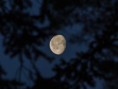 Mond am Morgen zwischen den Bäumen