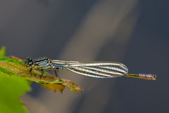 Mond-Azurjungfer