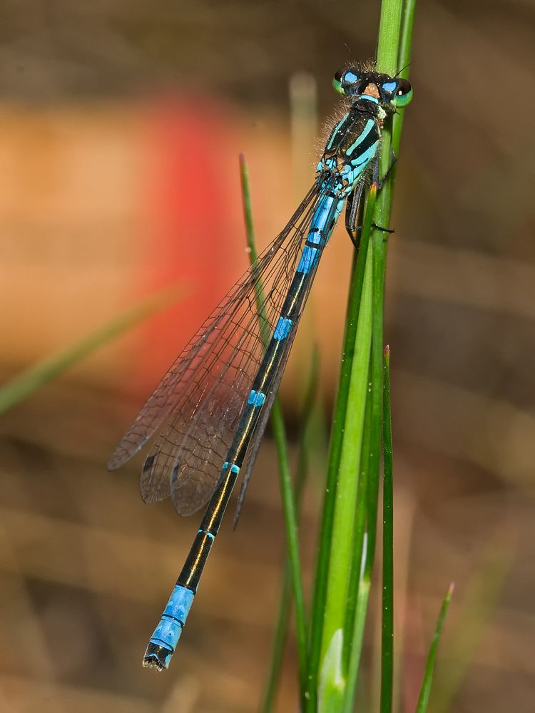 Mond-Azurjungfer - Coenagrion lunulatum &#9794;