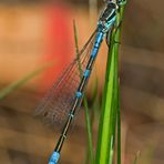 Mond-Azurjungfer - Coenagrion lunulatum &#9794;