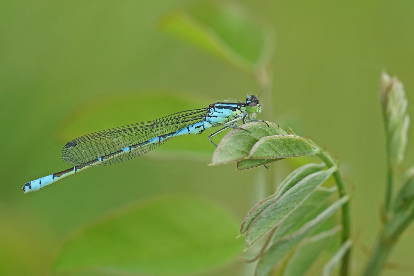 Mond-Azurjungfer (Coenagrion lunulatum), Männchen