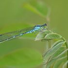 Mond-Azurjungfer (Coenagrion lunulatum), Männchen