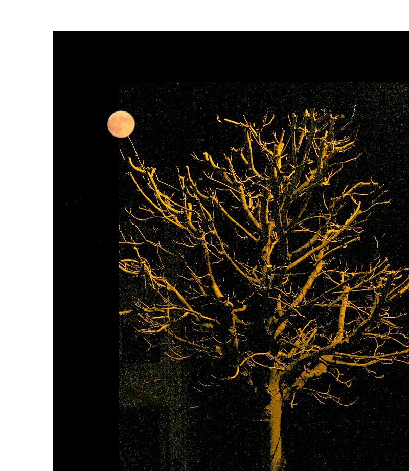 Mond Baum