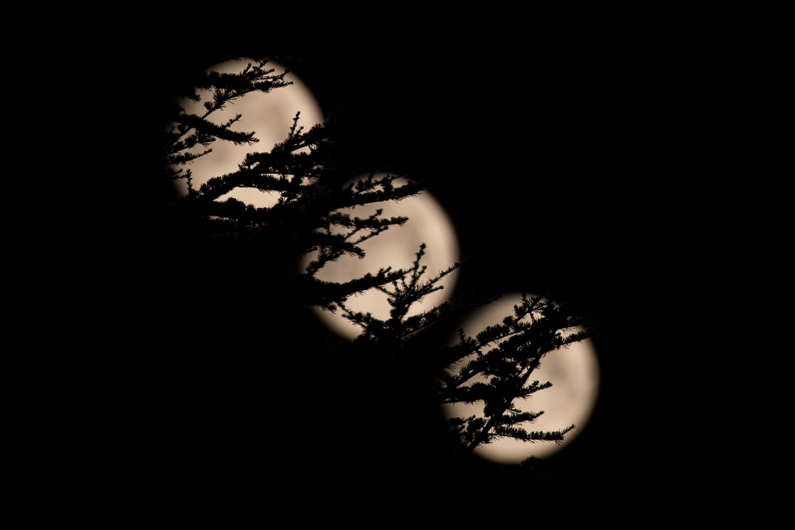 Mond bewegt sich hinterm Baum vorbei
