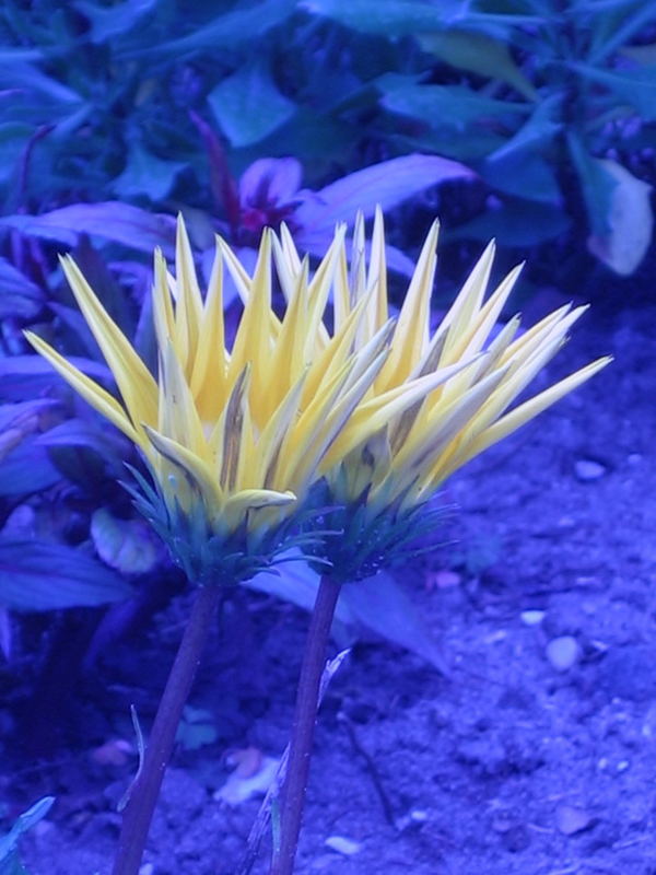 Mond Blume Foto Bild Pflanzen Pilze Flechten Blumen Und Bluten Natur Bilder Auf Fotocommunity