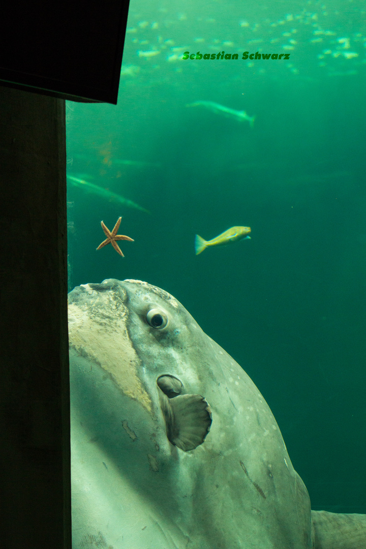 Mond (-fisch) frisst Stern