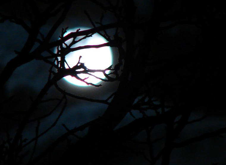 Mond hinter Baum