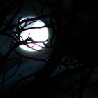 Mond hinter Baum