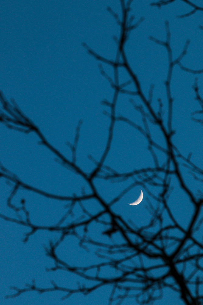 Mond hinter Baum
