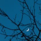 Mond hinter Baum