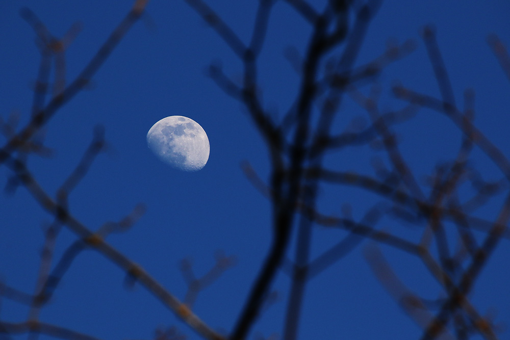 Mond hinter dem Ästegewirr