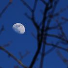 Mond hinter dem Ästegewirr