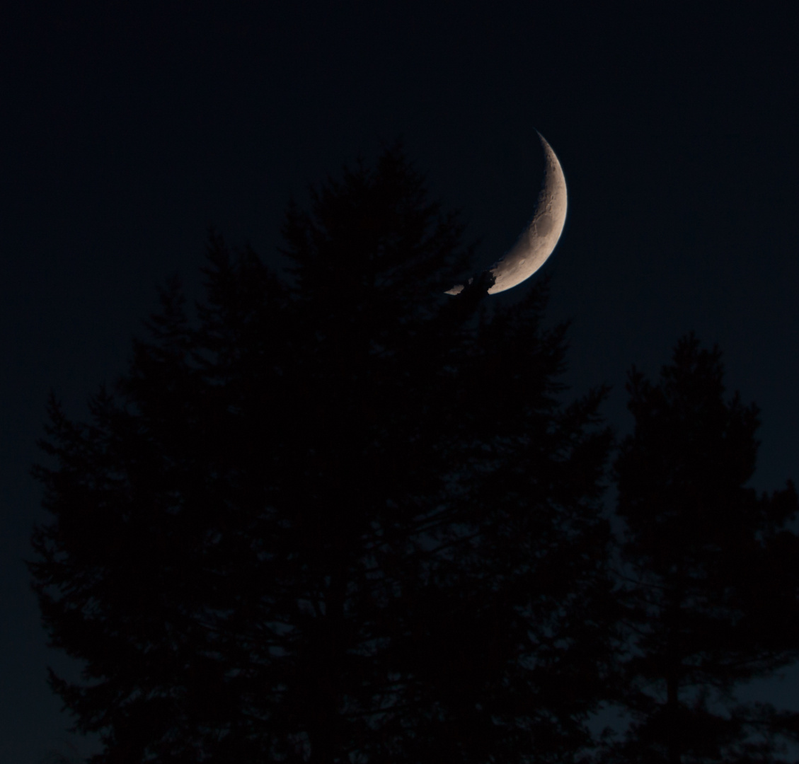 Mond hinter dem Baum