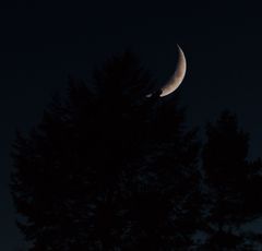 Mond hinter dem Baum