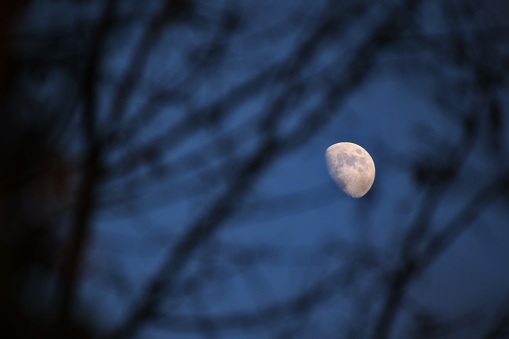 Mond hinter dem Zweige- und Ästegewirr