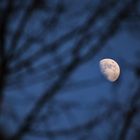 Mond hinter dem Zweige- und Ästegewirr