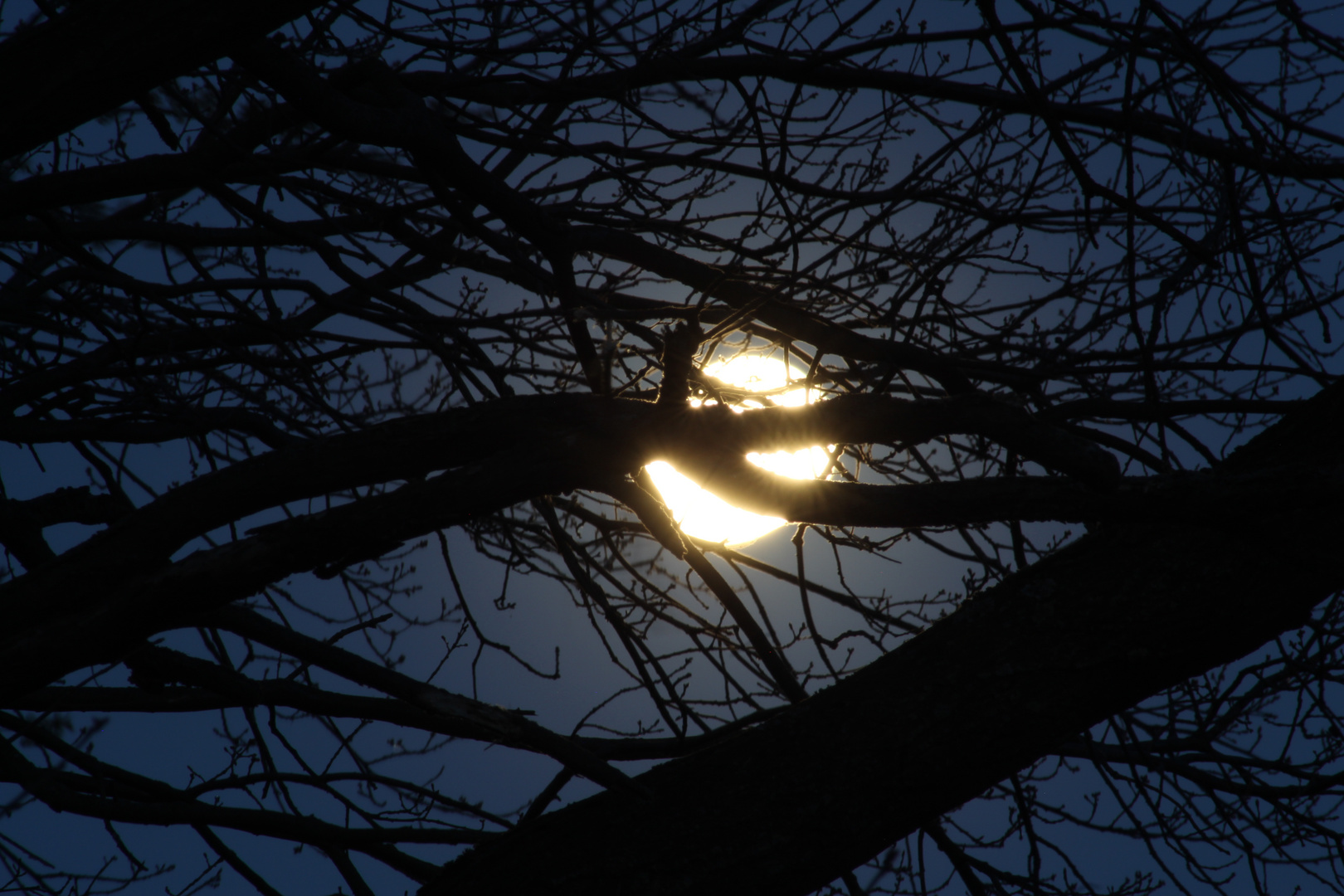 Mond hinter einem Baum