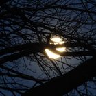 Mond hinter einem Baum