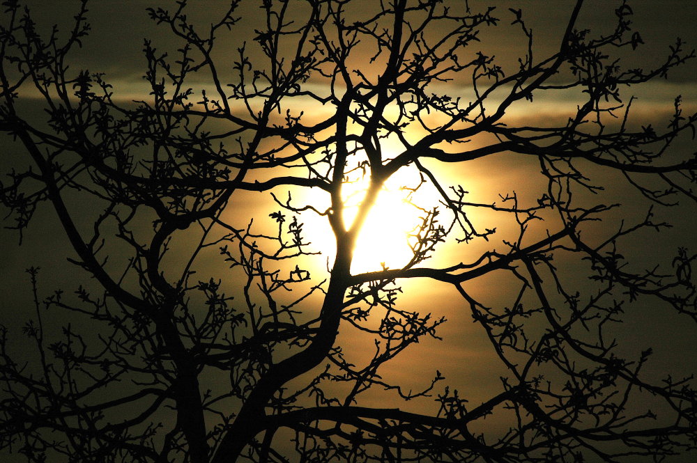 Mond hinterm Walnußbaum