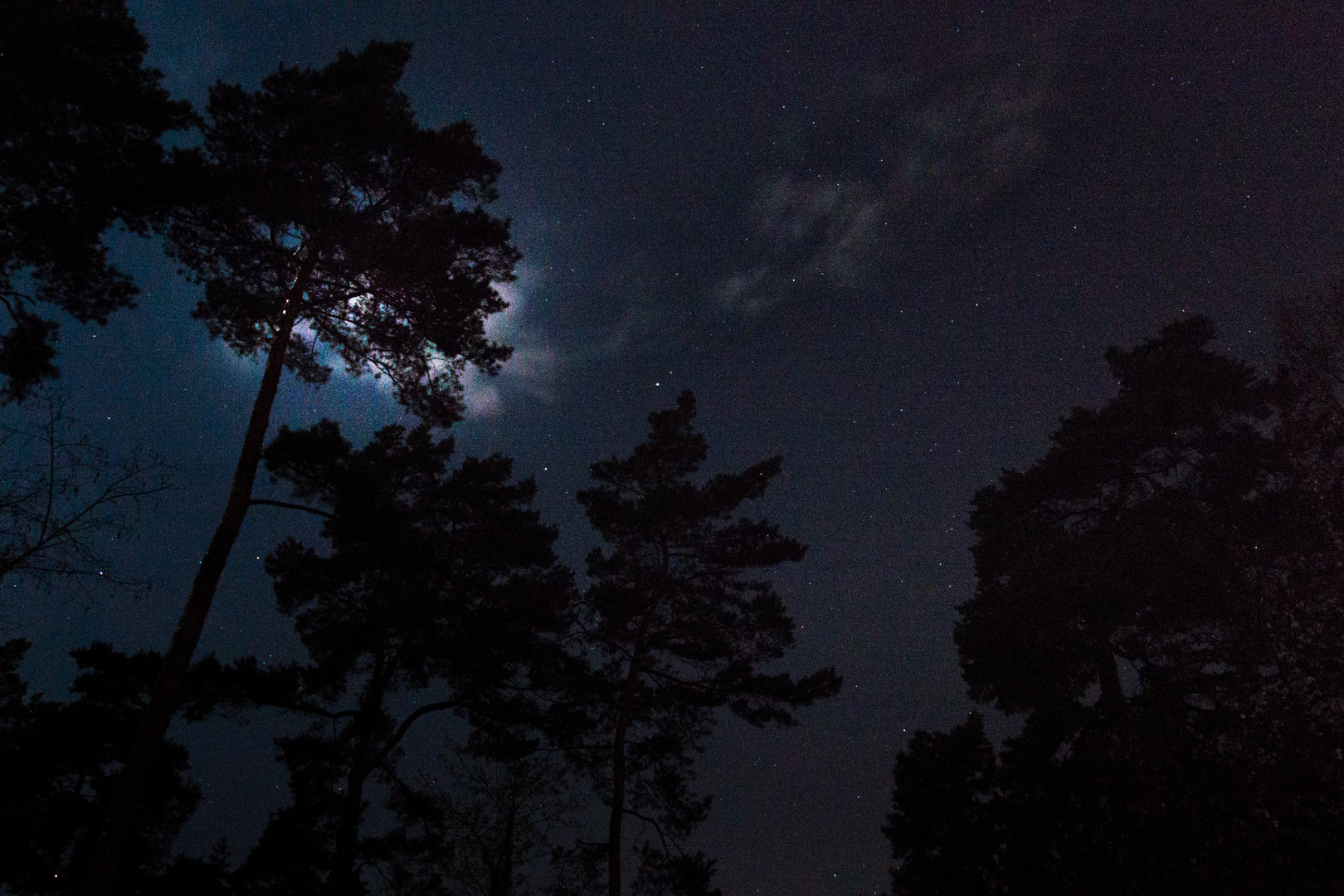 Mond im Baum