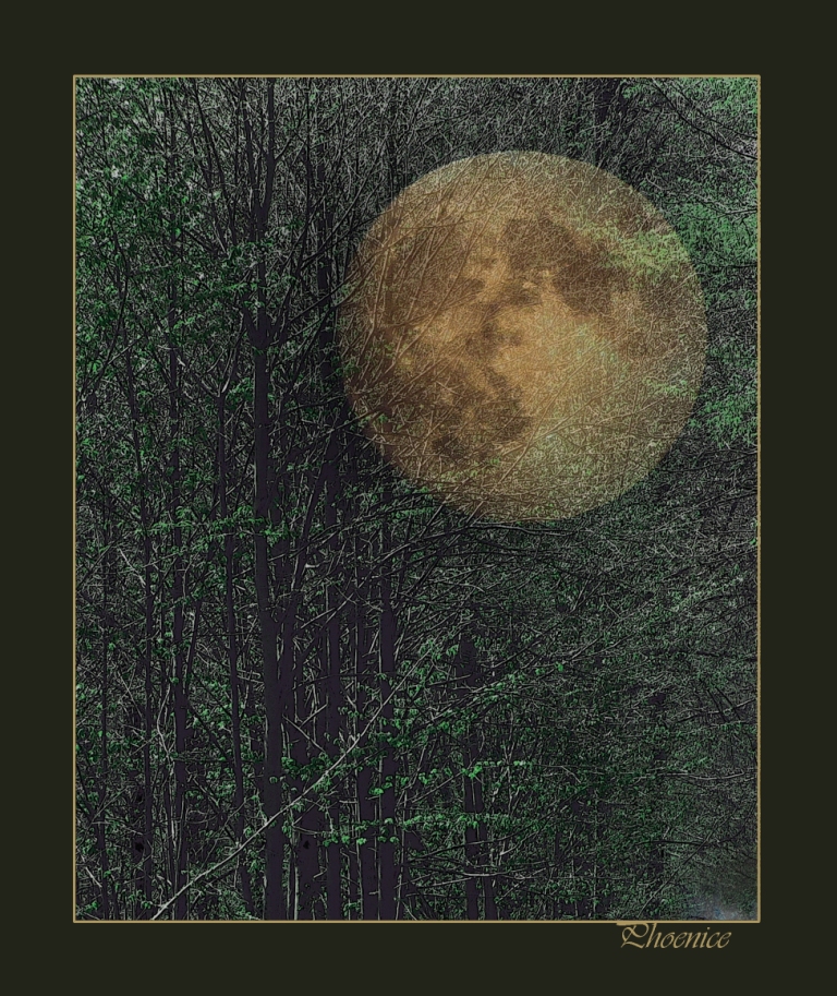 Mond im dunklen Wald