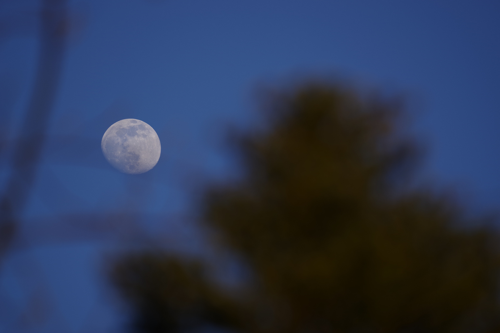 Mond im Hintergrund der Bäume