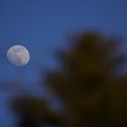 Mond im Hintergrund der Bäume