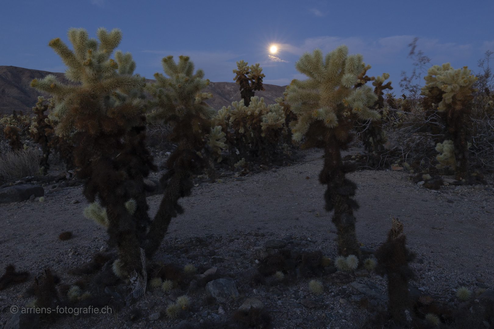Mond im Kaktusgarten