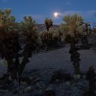 Mond im Kaktusgarten
