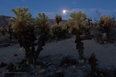 Mond im Kaktusgarten