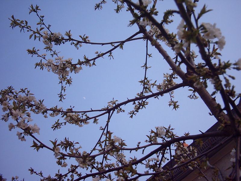 Mond im Kirschbaum