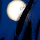 Mond im Kornfeld