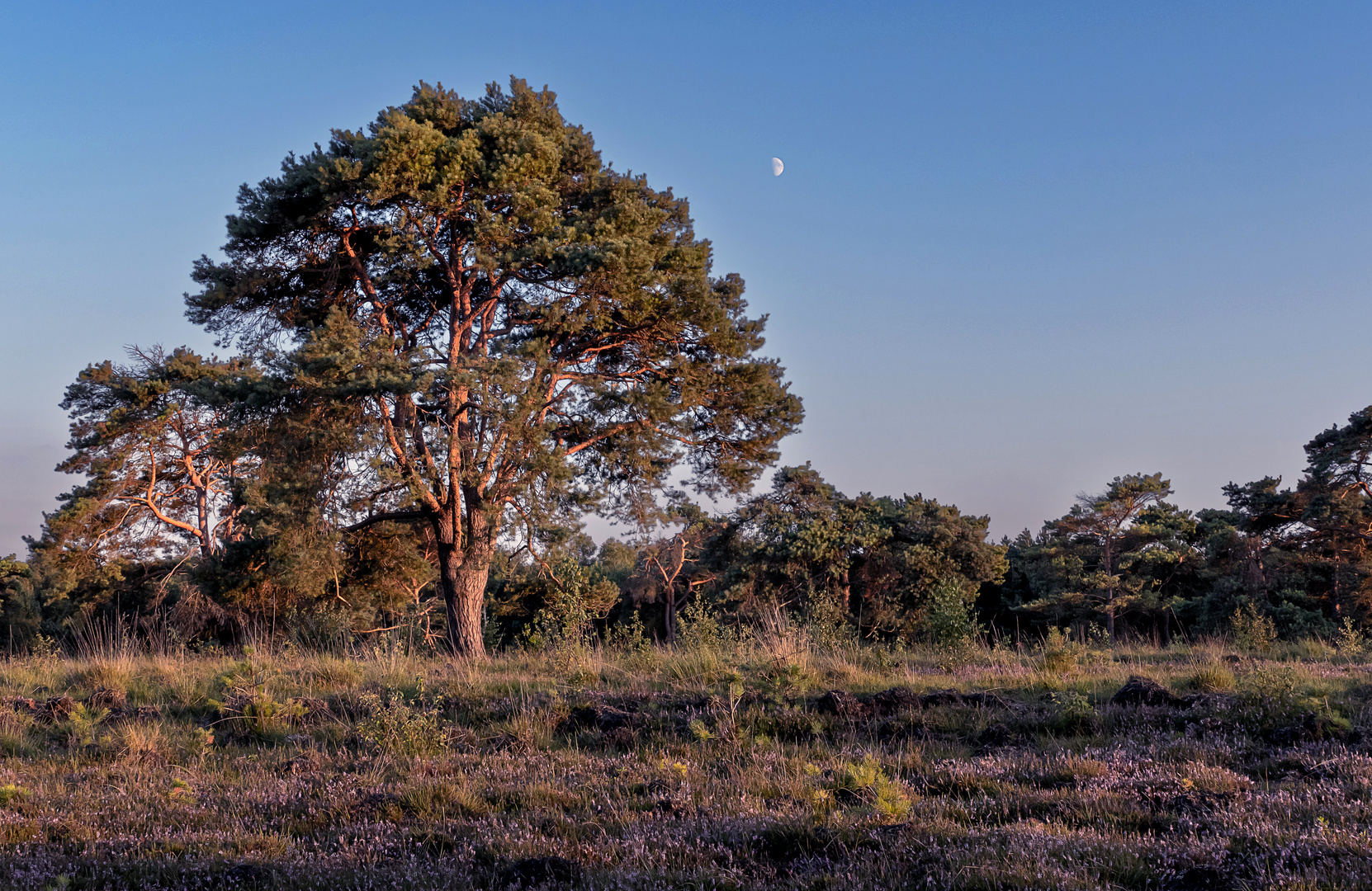 Mond im Moor