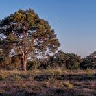 Mond im Moor