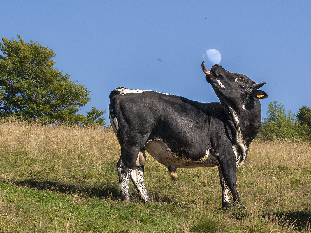 mond im stier