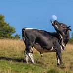 mond im stier