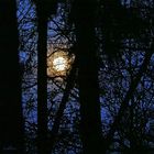Mond im Wald