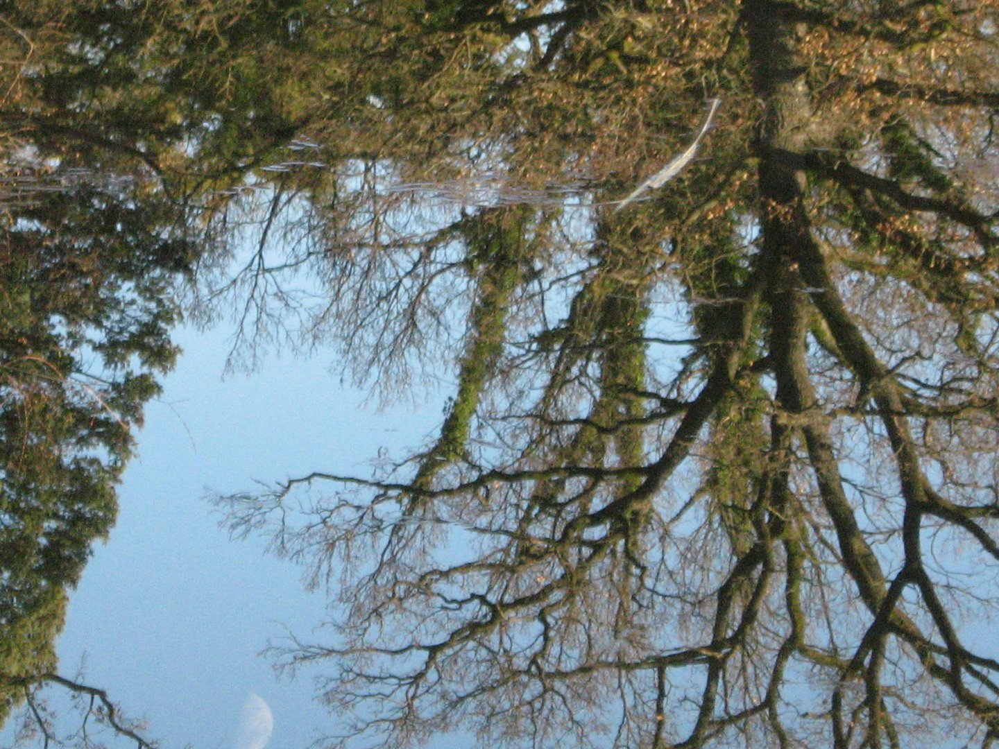 Mond in den Fischen im Spiegel des Sees beim Alpinum