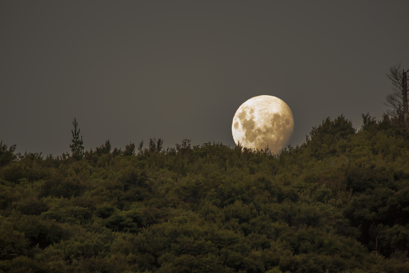 Mond in NZ