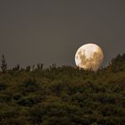 Mond in NZ