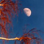 Mond in Spät-Nachmittagssonne