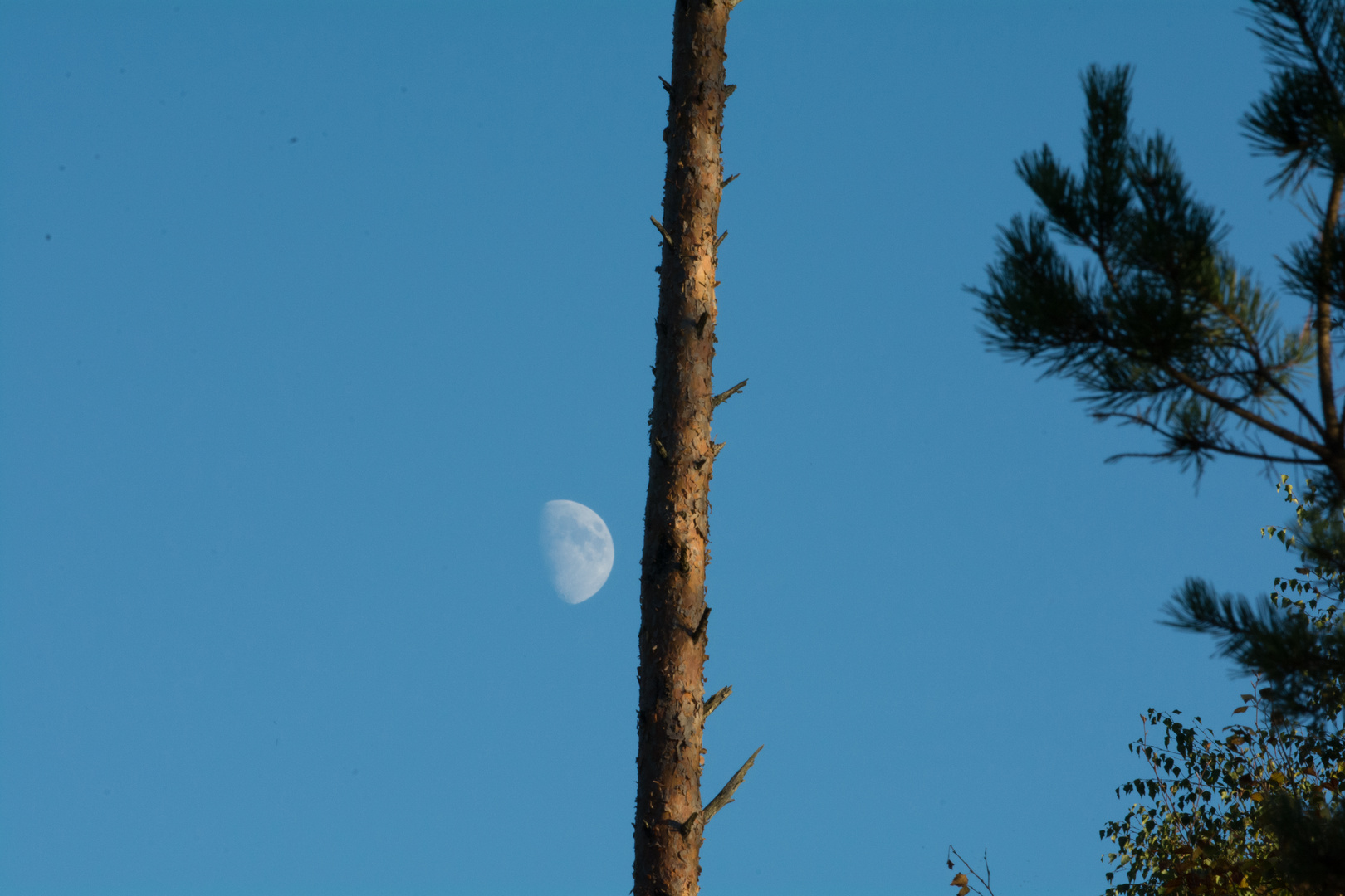 Mond mit Baum