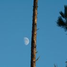 Mond mit Baum